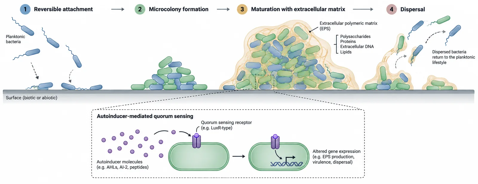 Biofilm formation and quorum sensing