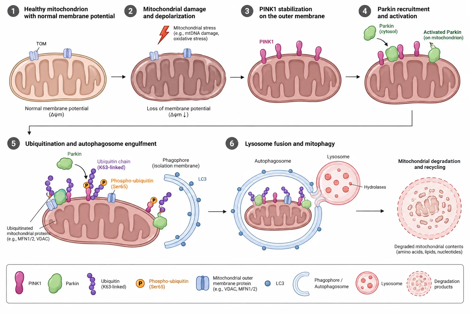 Mitophagy through PINK1 and Parkin