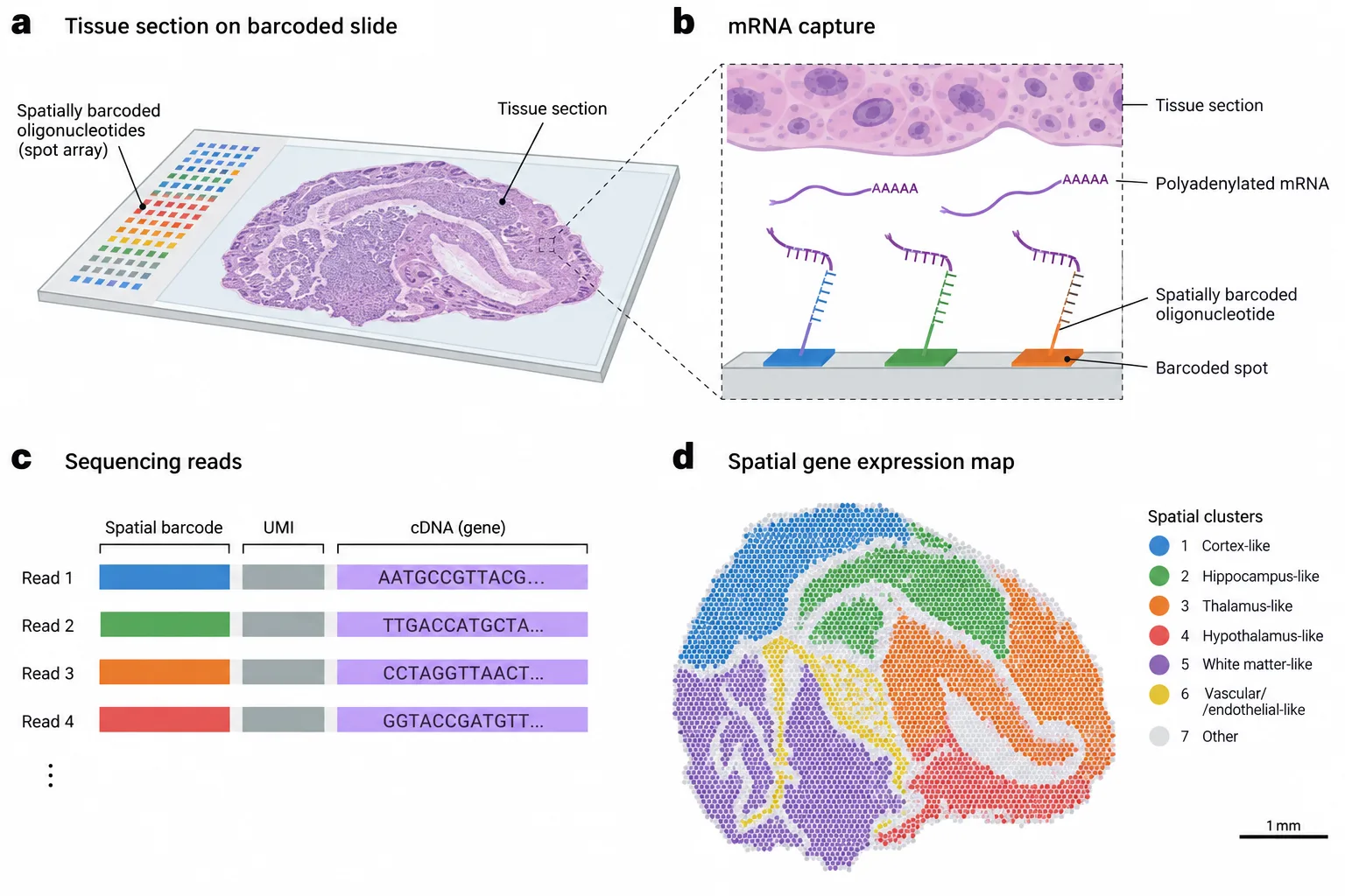 Spatial transcriptomics workflow